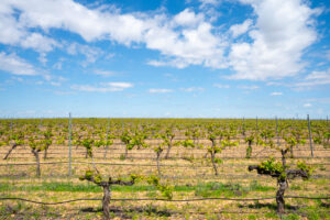 Viñedo de La Garbancera.